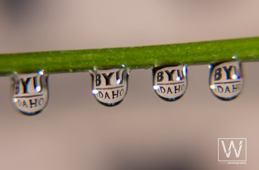 Macro Water Drops Photography